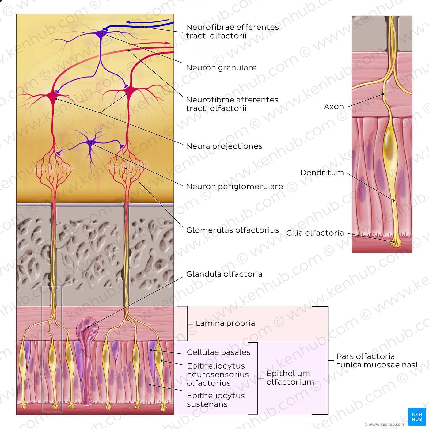 Olfactory nerve (olfactory fiber bundles and bulb)
