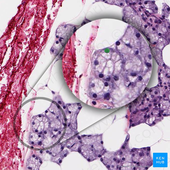 Nucleus of serous cell (Nucleus serocyti); Image: 