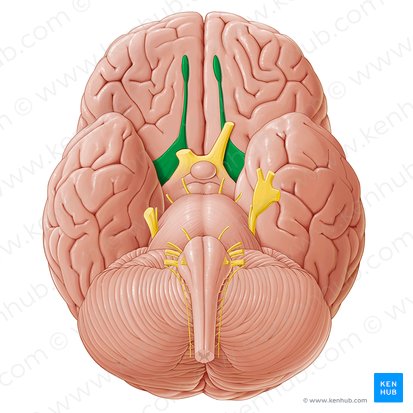 Olfactory nerve (Nervus olfactorius); Image: Paul Kim