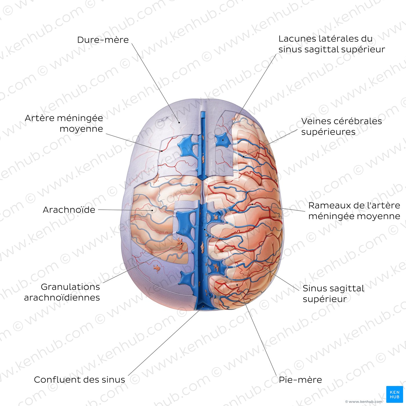 Méninges du cerveau (vue supérieure)