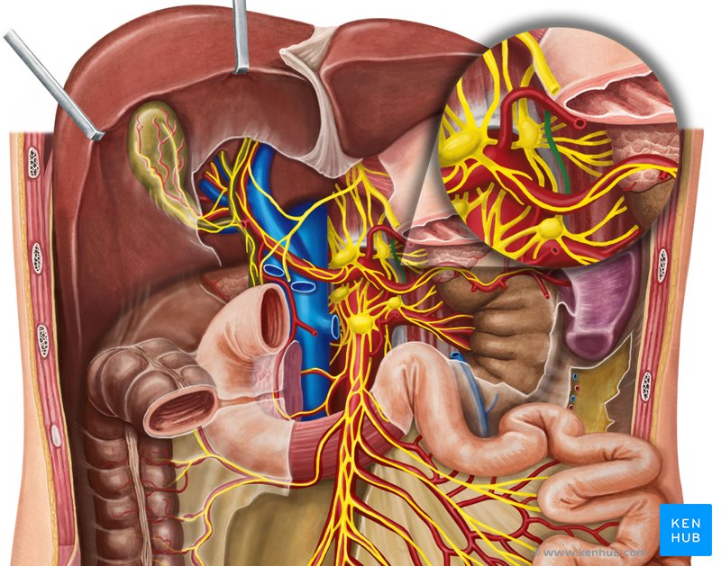 Left lesser splanchnic nerve - ventral view