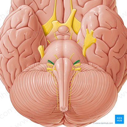 Facial nerve (Nervus facialis); Image: Paul Kim