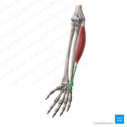 Tendon of flexor carpi ulnaris muscle (Tendo musculi flexoris carpi ulnaris); Image: Yousun Koh