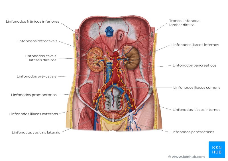 Linfonodos dos órgãos urinários - vista anterior