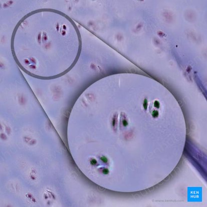 Nucleus chondrocyti (Chondrozytenzellkern); Bild: 