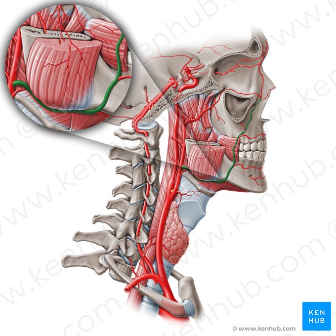 Artéria facial (Arteria facialis); Imagem: Paul Kim