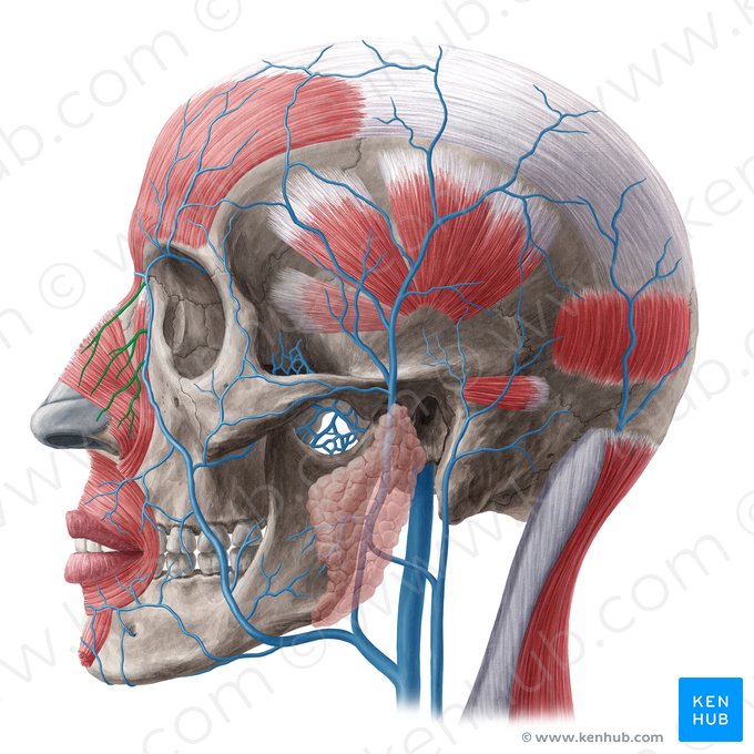External nasal veins (Venae nasales externae); Image: Yousun Koh