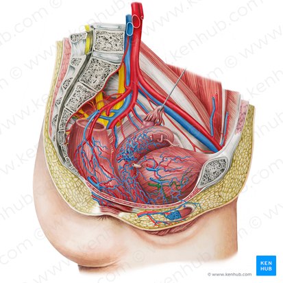 Right inferior vesical artery (Arteria vesicalis inferior dextra); Image: Irina Münstermann