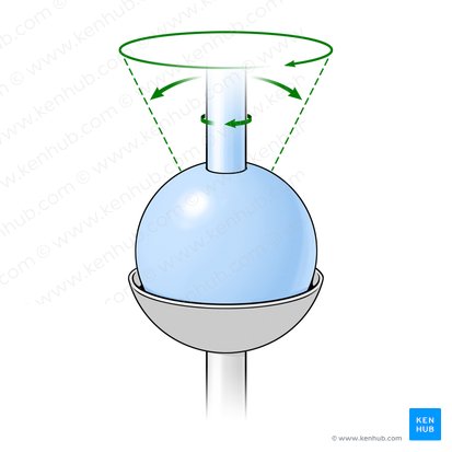 Ball and socket joint (Articulatio sphaeroidea); Image: Paul Kim