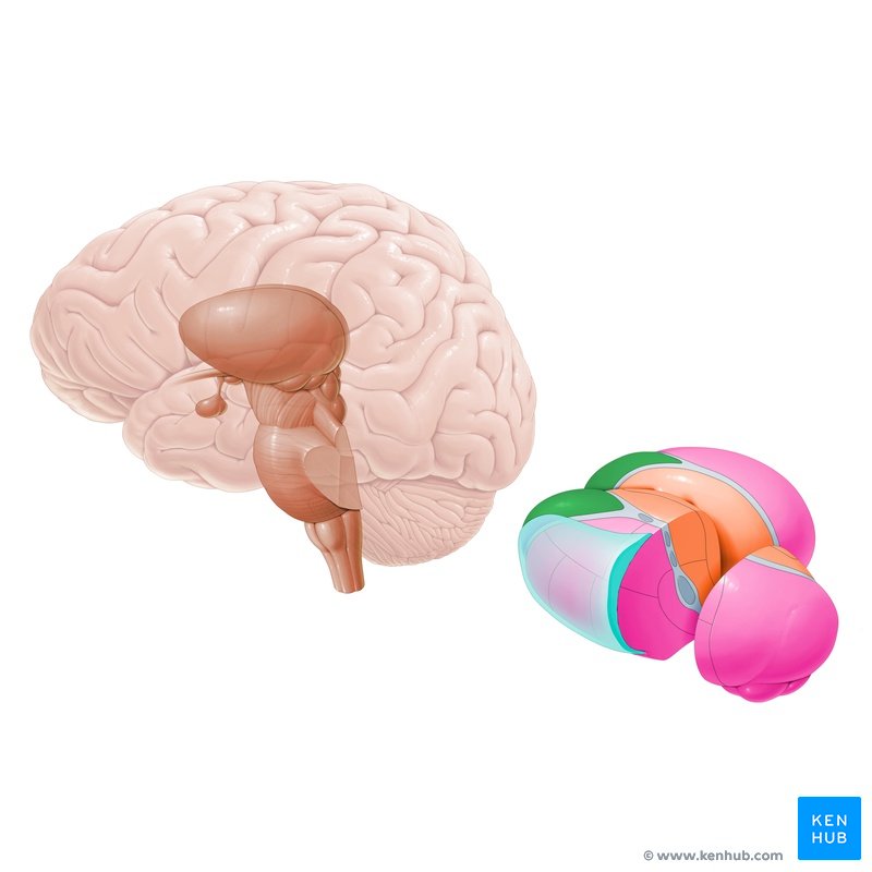 Anterior nucleus (green) - lateral view