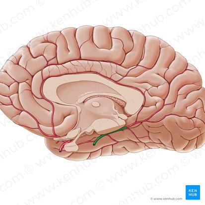 Posterior cerebral artery (Arteria posterior cerebri); Image: Paul Kim