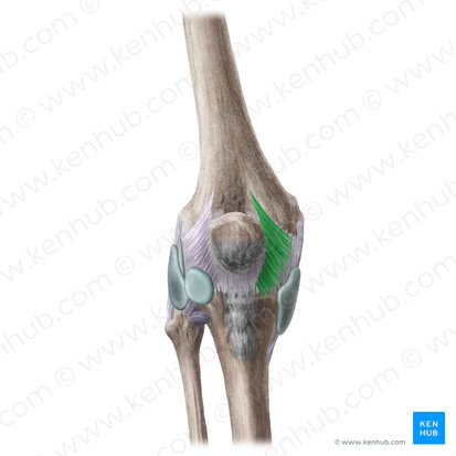 Retinaculum patellae mediale (Innerer Kniescheibenzügel); Bild: Liene Znotina