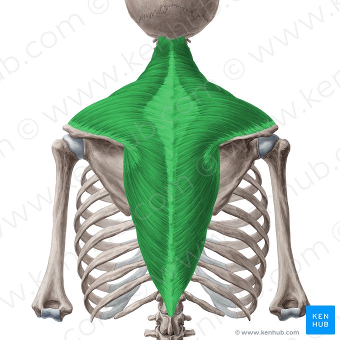 Trapezius muscle (Musculus trapezius); Image: Yousun Koh