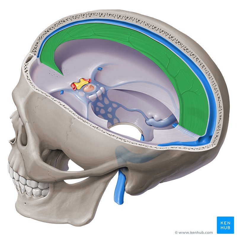 Falx Cerebri Anatomy Function And Clinical Relations Kenhub