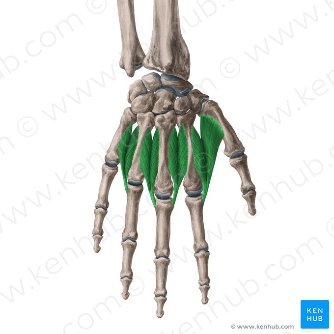 Dorsal interossei muscles of hand (Musculi interossei dorsales manus); Image: Yousun Koh