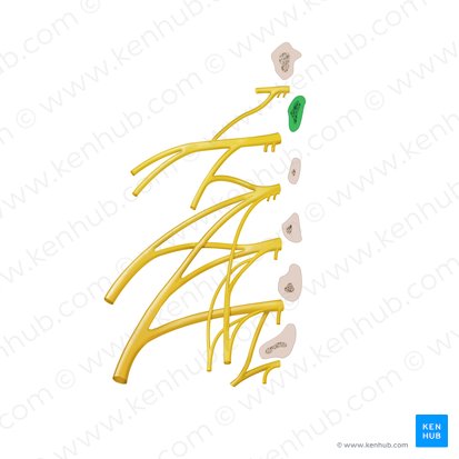 Vertebra L1; Image: Begoña Rodriguez