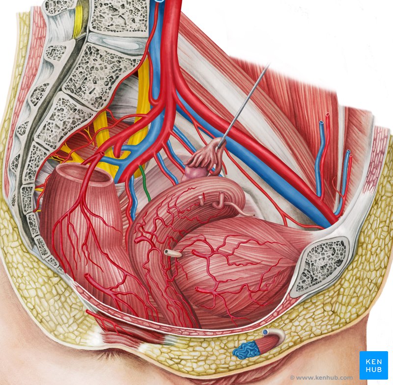 Artéria vaginal esquerda (vista lateral direita)