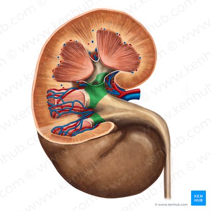 Cáliz renal mayor (Calices renales majores); Imagen: Irina Münstermann