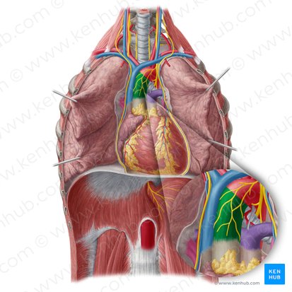 Aorta ascendens (Aufsteigende Aorta); Bild: Yousun Koh