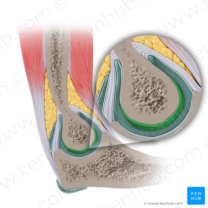 Articular cartilage of trochlea (Cartilago articularis trochleae); Image: Paul Kim