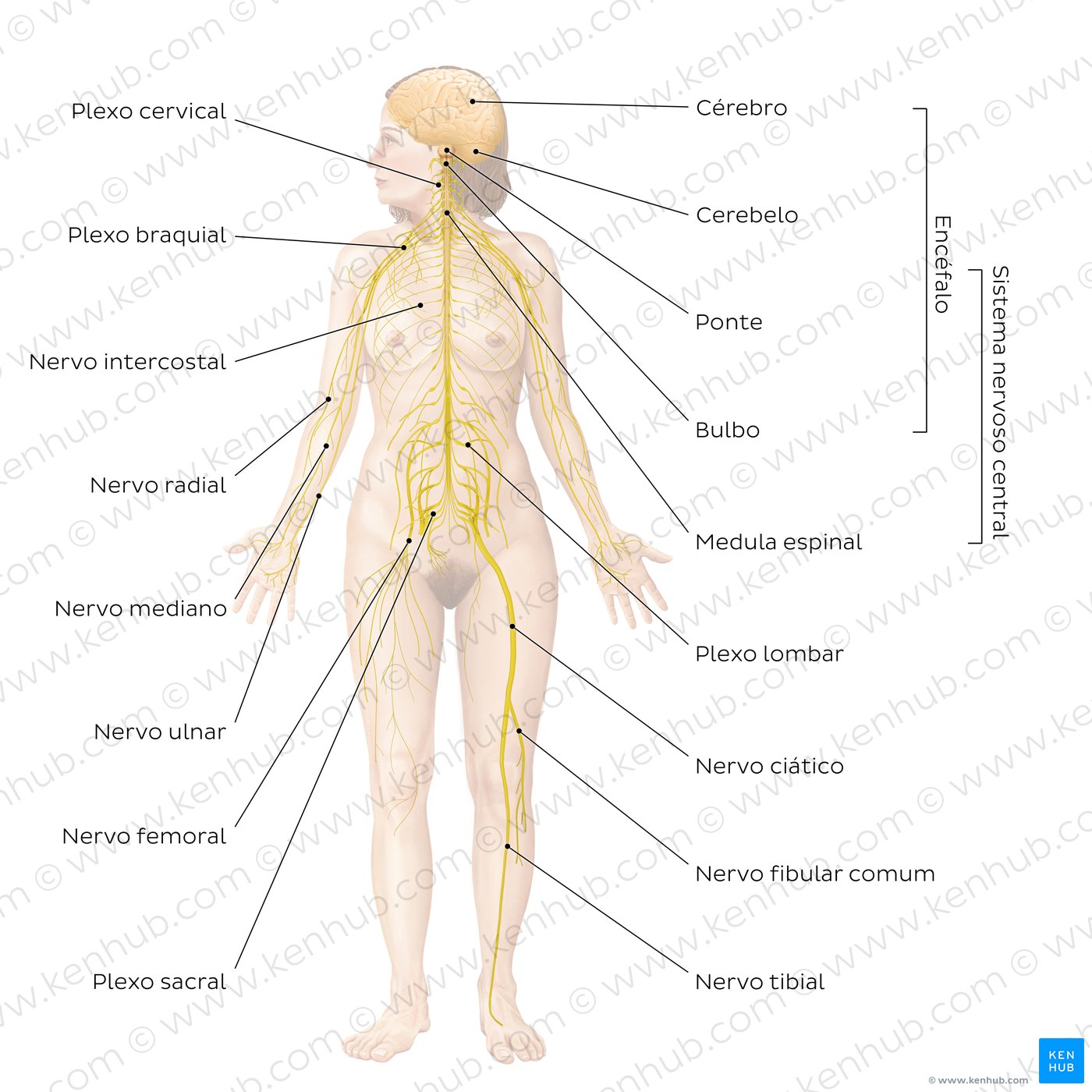 Principais nervos do corpo humano - diagrama