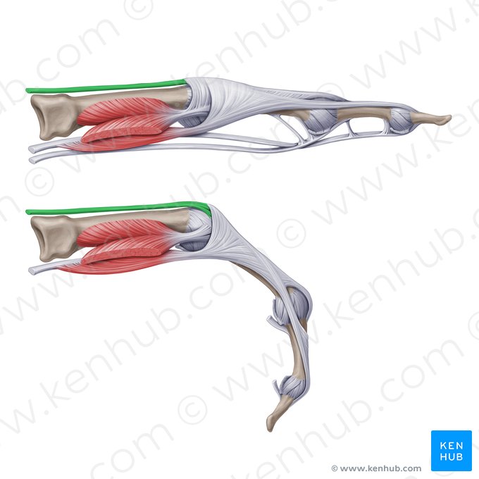 Tendões do músculo extensor dos dedos (Tendines musculi extensoris digitorum); Imagem: Paul Kim