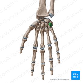 Pisiform bone (Os pisiforme); Image: Yousun Koh