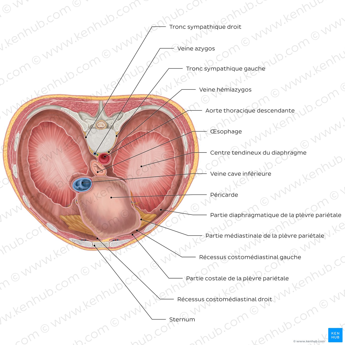 Face thoracique du diaphragme (schéma)
