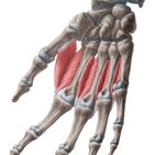 Musculi interossei dorsales (manus)