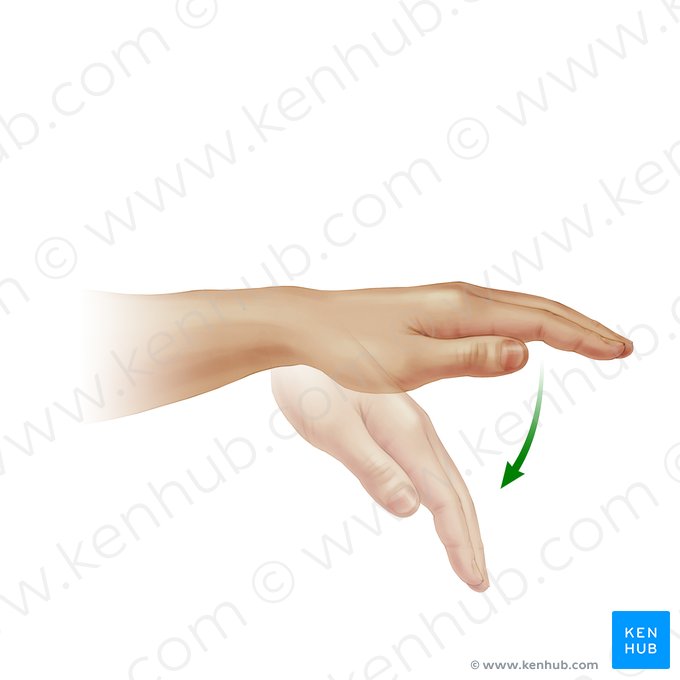 Flexion of hand (Flexio manus); Image: Paul Kim