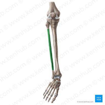 Diáfise da fíbula (Corpus fibulae); Imagem: Liene Znotina