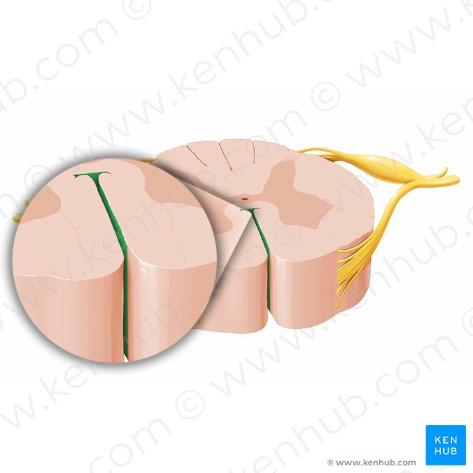 Fissura mediana anterior da medula espinal (Fissura mediana anterior medullae spinalis); Imagem: Paul Kim
