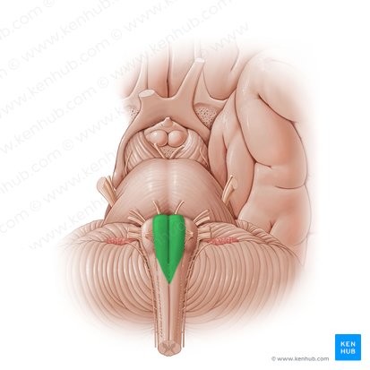 Pirámide bulbar (Pyramis medullae oblongatae); Imagen: Paul Kim