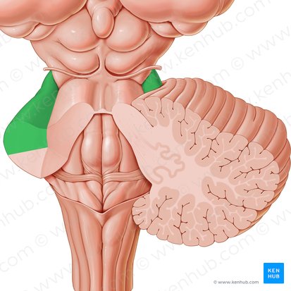 Middle cerebellar peduncle (Pedunculus cerebellaris medius); Image: Paul Kim