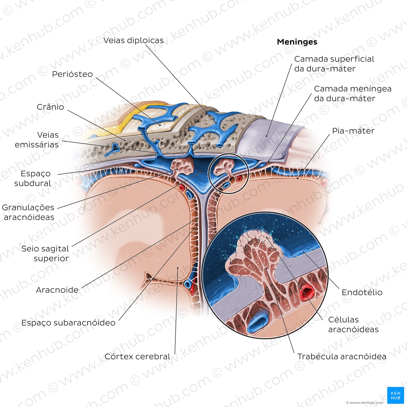 Diagrama das meninges cerebrais