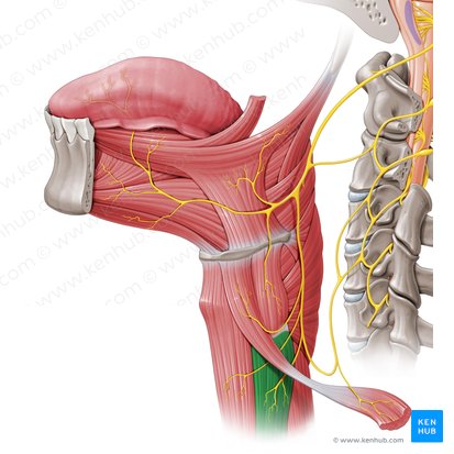 Músculo esternotiroideo (Musculus sternothyroideus); Imagen: Paul Kim