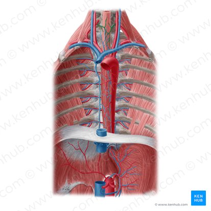 Esophageal branches of inferior thyroid artery (Rami oesophageales arteriae thyroideae inferioris); Image: Yousun Koh