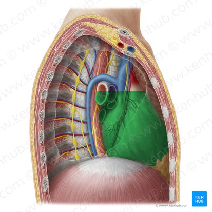 Mediastinum medium (Mittleres Mediastinum); Bild: Yousun Koh