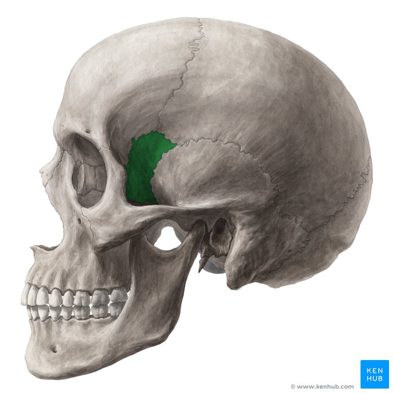 Osso esfenoide (verde) - Vista lateral
