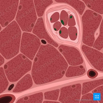 Núcleos de las fibras musculares intrafusales (Nuclei myofibrarum neuromuscularium); Imagen: Tal Bavli Ziv