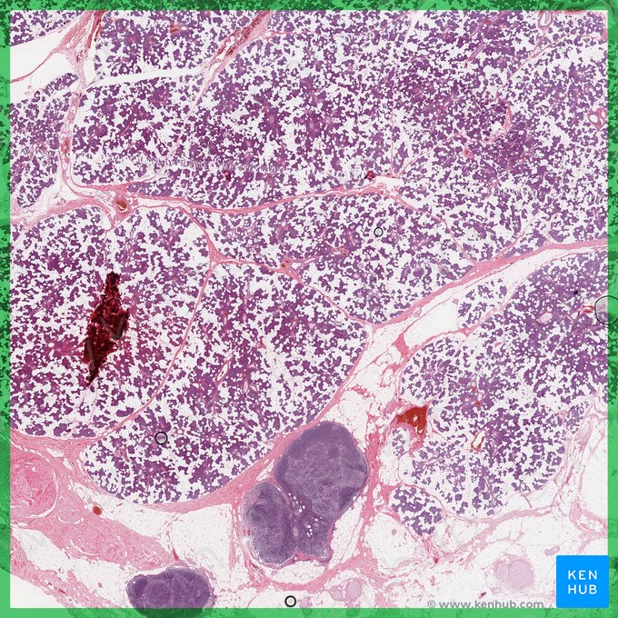 Parotid gland (Glandula parotidea); Image: 