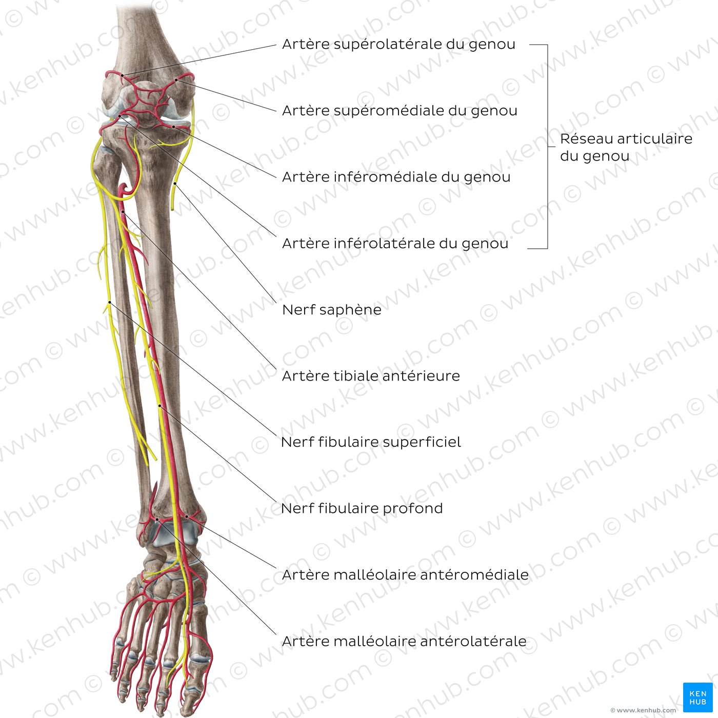 Artères et nerfs de la jambe : Schéma anatomique (vue antérieure)