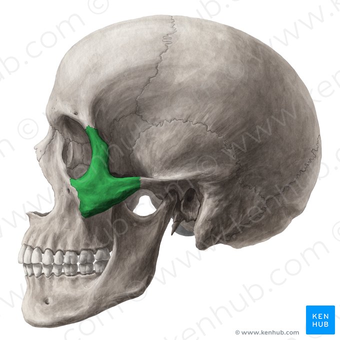 Zygomatic bone (Os zygomaticum); Image: Yousun Koh