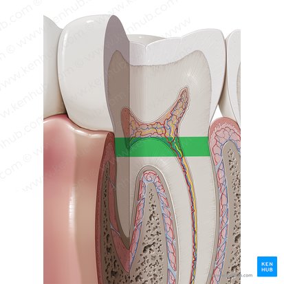 Neck of tooth (Cervix dentis); Image: Paul Kim