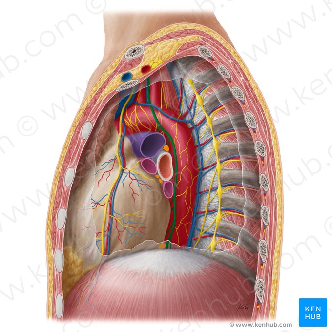 Nervo vago (Nervus vagus); Imagem: Yousun Koh
