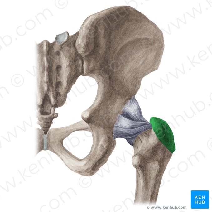 Trocanter maior do fêmur (Trochanter major ossis femoris); Imagem: Liene Znotina