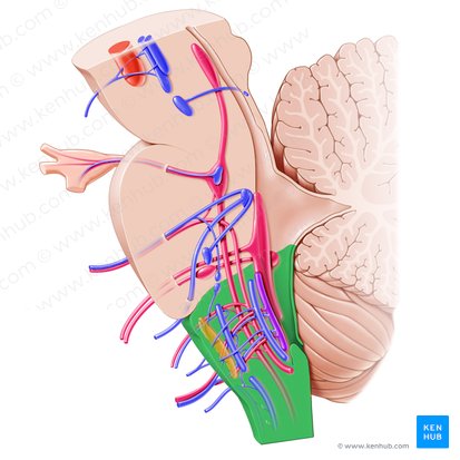 Bulbo (Medulla oblongata); Imagem: Paul Kim