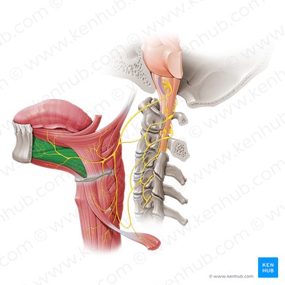 Genioglossus muscle (Musculus genioglossus); Image: Paul Kim