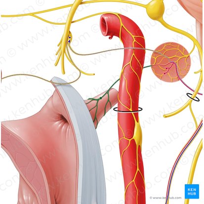 Tubal branch of tympanic plexus (Ramus tubarius plexus tympanici); Image: Paul Kim