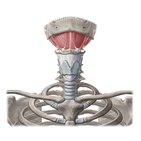 Suprahyoid muscles